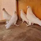 حمام تركي بانتاجة