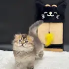 قطط للبيع العمر شهرين الموقع جده شكوتش ستريت وفولد