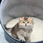 ماشاء الله تبارك الرحمن قط ذكر شكوتش فولد العمر شهرين