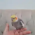 ببغاء الكروان