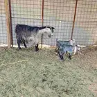 عنز متاومه