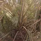 يوجد لدينا نقايل صقعي من متر لا مترين