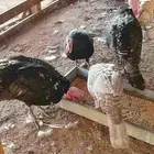 دجاج رومي