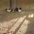 دجاج اللكن فلندر نوادر