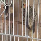 للبيع جوز كروان شرط الانتاج وذكر جاهز