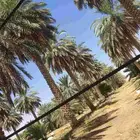 نشتري ثمرة النخيل