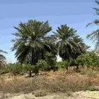 ارض زراعي للبيع الجبيل الصناعيه
