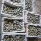 بيض سمان ملون