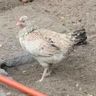 دجاج للببع