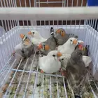 طيور زوبرا فنش