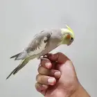 ببغاء كروان اليف ( 300 ريال )