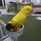 ذكر دره لاتينو أليف