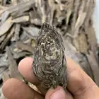 عود من غابات كلمنتان
