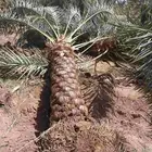 يوجد لدينا روثان من مترين لا مترين ونص