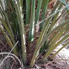 يوجد لدينا فسايل صقعي مجدول صفاوي عجوه برني