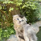 كيتن سكوتش فولد مطعمين للبيع ولايوجد تبني