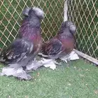 للبيع طبة بخارى بلوشك