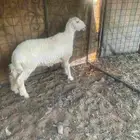 مواشي