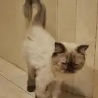 قطه للتبني النوع هملايا انثى العمر من 5 إلى 6 اشهر