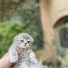 سكوتش فولد مطعمين بيور الوان مميزة للبيع ولايوجد تبني