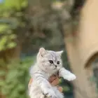 سكوتش فولد بيور مطعمين مدربين للبيع ولايوجد تبني