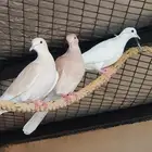 قمري هولندي عشه كامله حوالي 37 حبه أزواج ومفرد بصحه جيدة