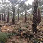 يوجد لدينا نخل مكرب هلال من مترين ونص 3م 4م 5م6متر