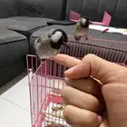 بلابل حساوية