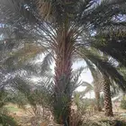 يوجد لدينا نخل من مترين ونص لا ثلاته م