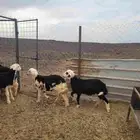 طليان طيبه