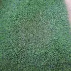 عشب أنجيله صناعي