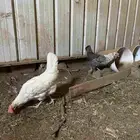 دجاج في بلجرشي