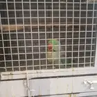 ثلاث ازواج نيبالي واحد منهم مركب على ذره هولندية لاتينو