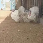دجاج رومي