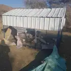 السلام عليكم ورحمة الله وبركاته