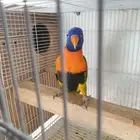 طارىر لوري مفقود