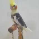 فرخ كروان اليف