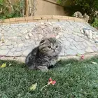 سكوتش فولد مطعمين الوان مميزة للبيع ولايوجد تبني