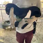 تيس وجفرة دواغير