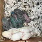 فروخ ببغاء روز ( 200 للحبه )