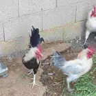 ديوك مشكلة عربي.فيومي.هجين