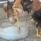 دجاج بلدي صحه ممتازه العمر 4 شهور