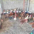 دجاج بلدي وفرنسي وديكه للبيع جمله