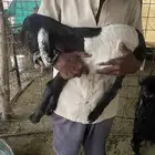 تيوس دواغير