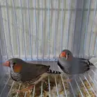 طيور زوبرا فنش