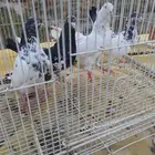 حمام باكستاني توب