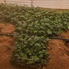 شتلات فراولة للبيع الموقع ساجر