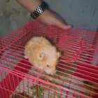 همتارو للبيع مع القفص حقه