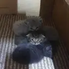 للتبني قطط سكوتش جميلة صغيرة اعمارهم حول الشهر.