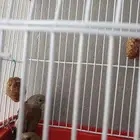 مجموعه طيور وكناري للبيع